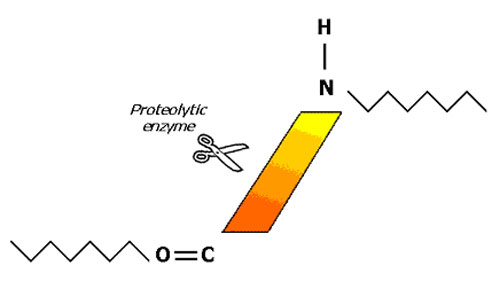 Enzyme Reaction on Protein Molecule
